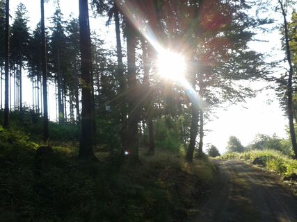 Ein Sonnenstrahl fällt durch die Bäume