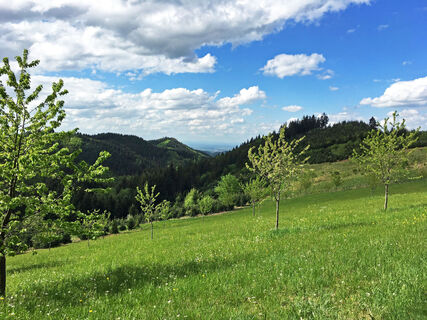 Aussicht Kalikutt