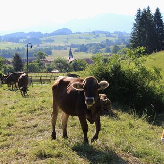 Kühe in Pfronten-Kappel, beim Waldseilgarten