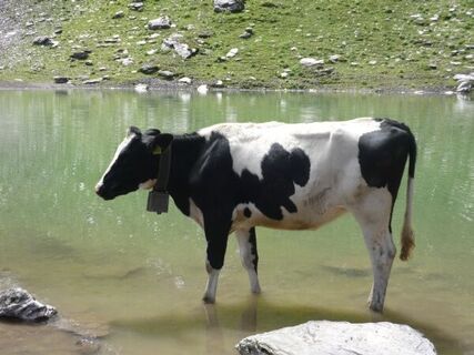 Grüner Baschalvasee