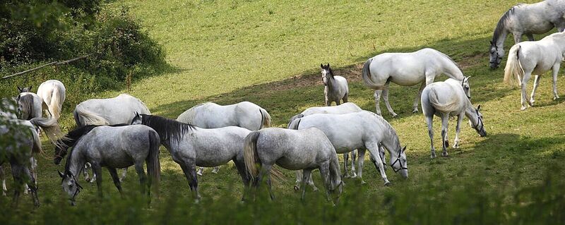 Blick auf die Lipizzanerweiden