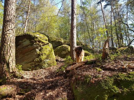 Fotografija s spletne strani Rotti Horrolt na poti