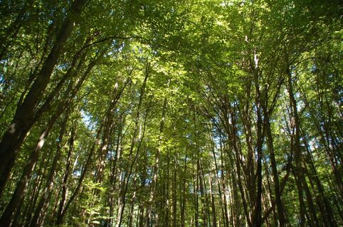 Hochwald, St. Ruprecht an der Raab, Oststeiermark
