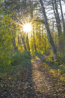 Rundweg am Illmensee