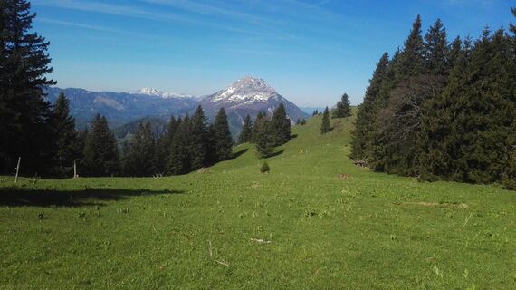 Auf dem Hochstadelberg Ostgipfel