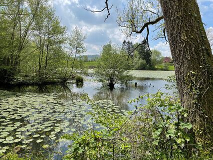 Naturschutzgebiet am Mühlenteich