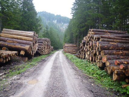 durch den Bundesforste Holzlagerplatz