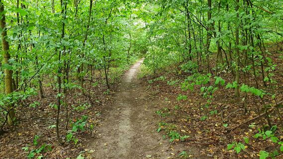 19.8 km Trail im Gebiet U Brněnky