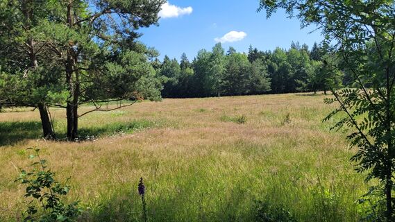 Sommer im Pöllwitzer Wald