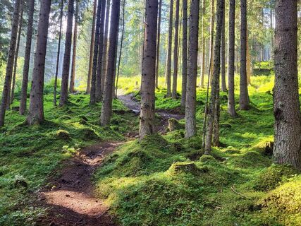 Kurzes Waldstück – Trail- und Schiebestrecke