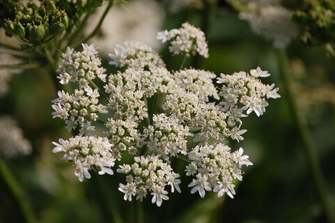 Heilpflanzenlehrpfad