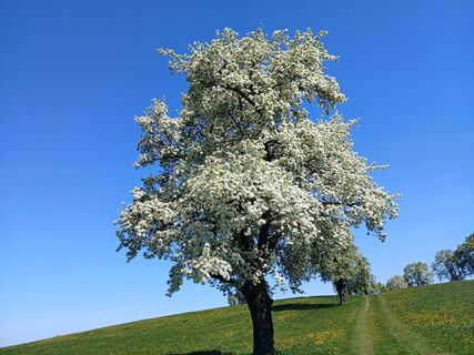 Fotografija s spletne strani Pillwatschfranzi na poti