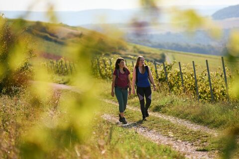 Taubertal_Wandern in den Weinbergen