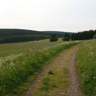 Rennsteig hinter Neustadt