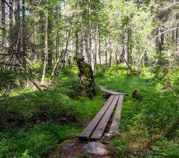 Auf dem Pfad gibt es Stege