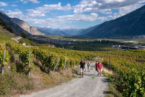 Ab der Ebene steigt der Weg durch den Weinberg von Saillon leicht an