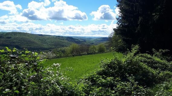 Ausblick am Königsberg bei Wolfstein