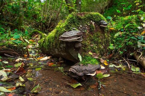 Bachlauf im Steinbachtal