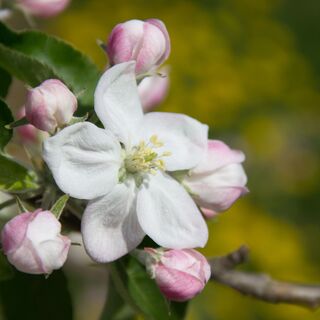 Apfelblüte