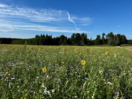 Blumenwiese entlang des Weges
