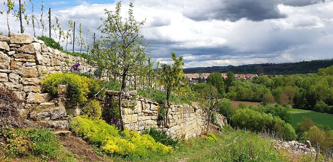 Panoramaweg Hölderlin &amp; Wein | Lauffen am Neckar | HeilbronnerLand
