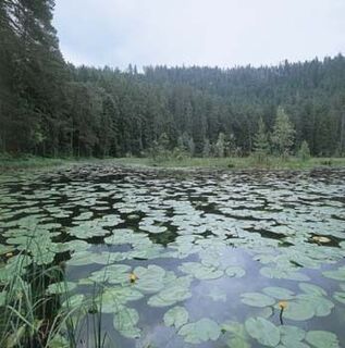 Huzenbacher See mit seinen Seerosen
