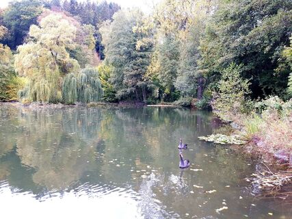 Der Eisweiher mit Trauerschwänen.