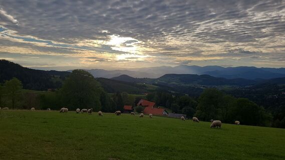 Fotografia z schenkeli na trase