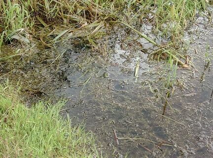 Unkenpfad Litzenteich_Frosch-Suchbild
