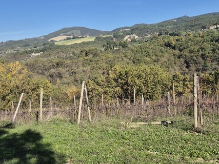 Fotografija s spletne strani Thomi W na poti