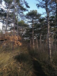 Lindkogeltrail