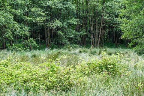 Typischer Erlenbruchwald mit Seggen und Binsen im Vordergrund Typischer Erlenbruchwald mit Seggen und Binsen im Vordergrund
