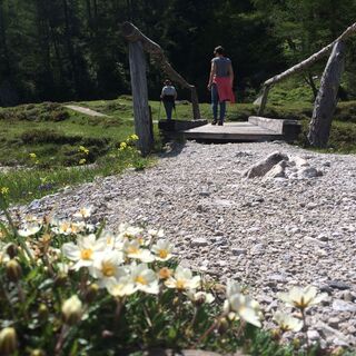 Wunderschön angelegter Weg, gesäumt mit Alpenblumen