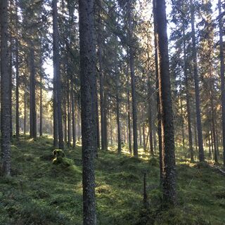 Waldblicke