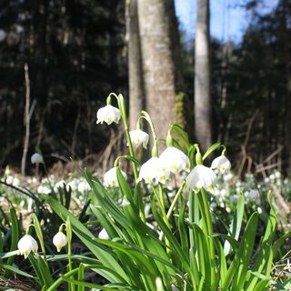 Frühlingsknotenblumen, Mühlwald, Gemeinde Etzersdorf-Rollsdorf, Oststeiermark