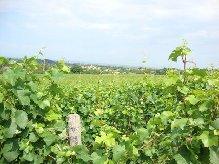 Weinlandschaft