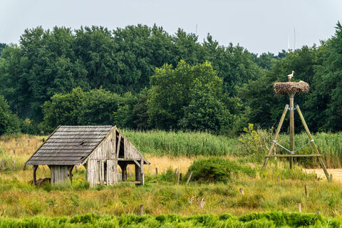 Storchennest in der Dingdener/Büngerner Heide