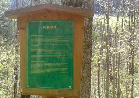 Auf dem Höhenweg werden die heimischen Baumarten beschrieben (c)TVB Annaberg-Lungötz