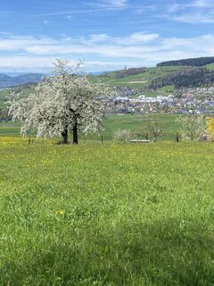 Foto de Lohri Willi a lo largo del recorrido