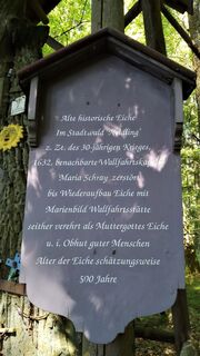 Informationstafel Muttergotteseiche