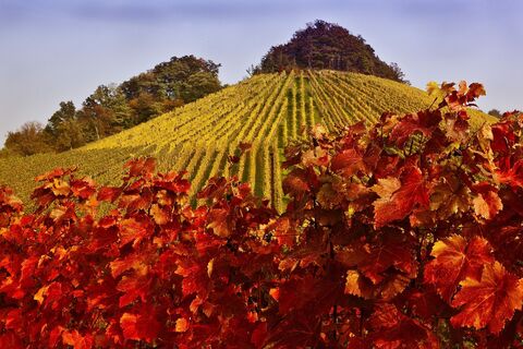 DSGVO WT TiWT Weinberge 1 web