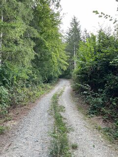 Den Waldweg hinauf