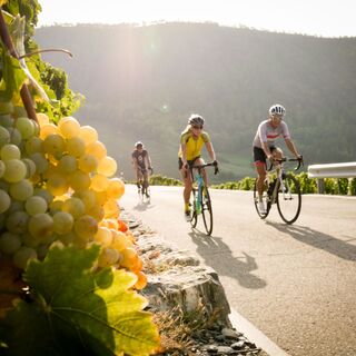 3 Radfahrer im Walliser Weinberg mit einer Traube Trauben