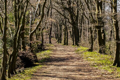 Wanderweg im Wald im Weserbergland