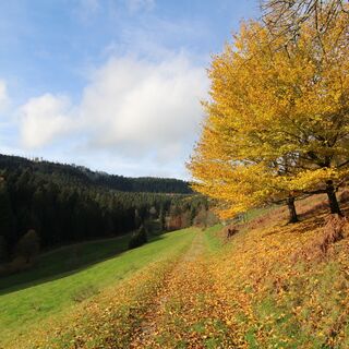 Wandern rund um Enzklösterle