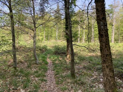 Wald bei Blankenrode