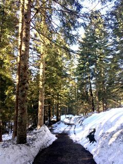 Moor & More Wald.jpg