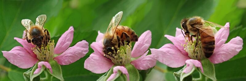 Bienen auf Blumen - Region St. Johann in Tirol - Oberndorf - Kirchdorf - Erpfendorf