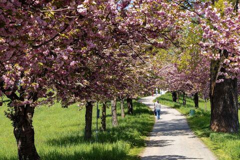 Rosenhain - Mariagrün (c) Graz Tourismus - Harry Schiffer