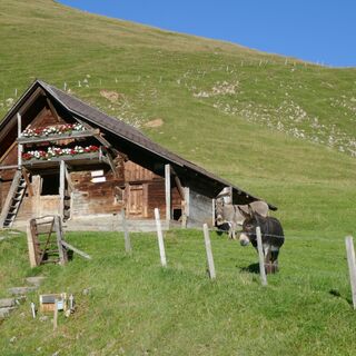 Birehubel - Spaziergang Gantrischseeli